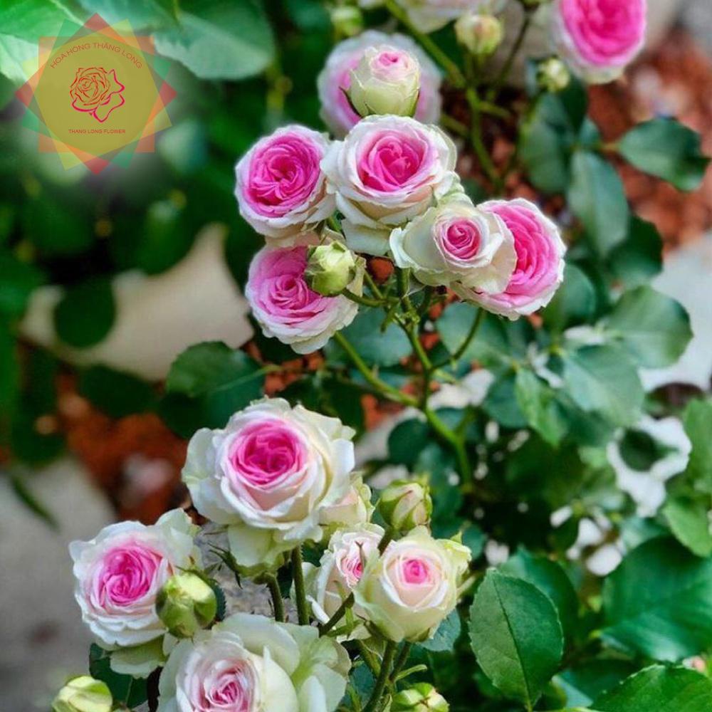 Hoa hồng ngoại Mini Eden trắng hồng  sai hoa -cây giống phát triển ổn định