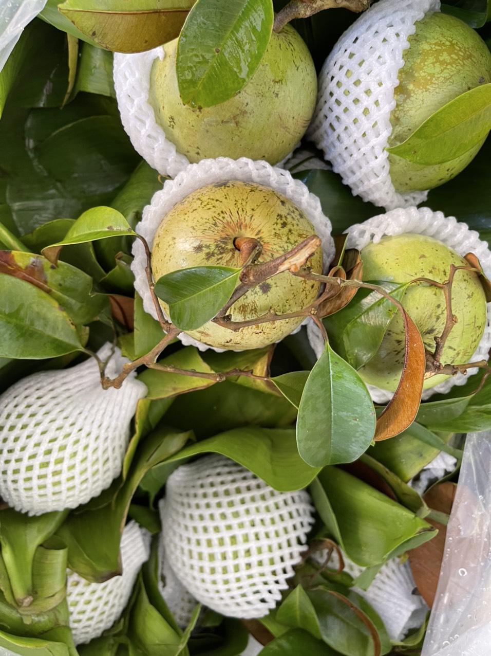 Vú sữa Lò Rèn