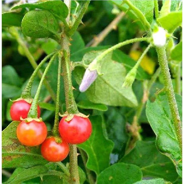 COMBO 2 gói hạt giống cây cà gai leo f1-gói 50 hạt-tặng kèm gói phân bón lót