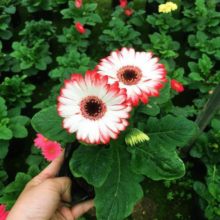 Hoa đồng tiền, bầu hoa đồng tiễn sẵn hoa