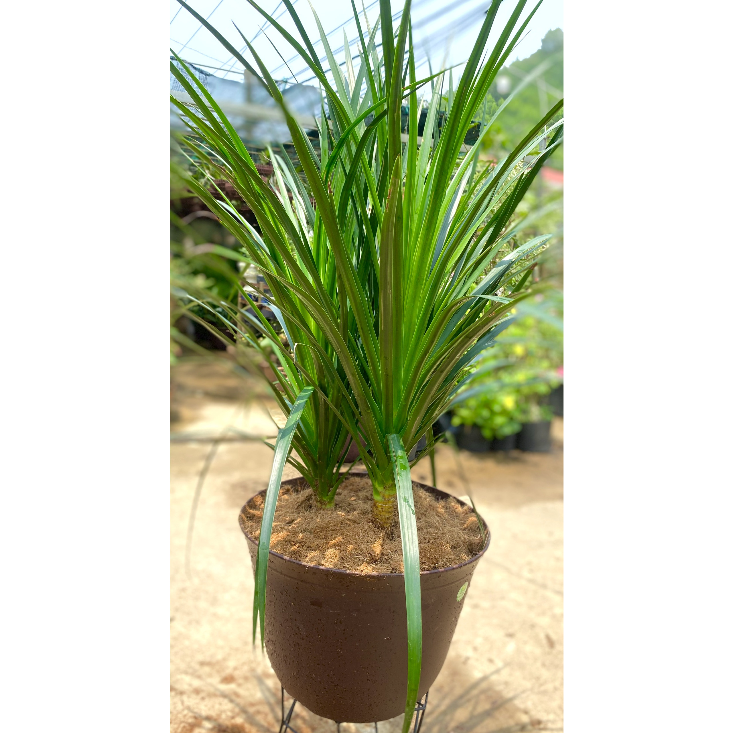 Chậu 3 cây Phát Tài núi trang trí văn phòng