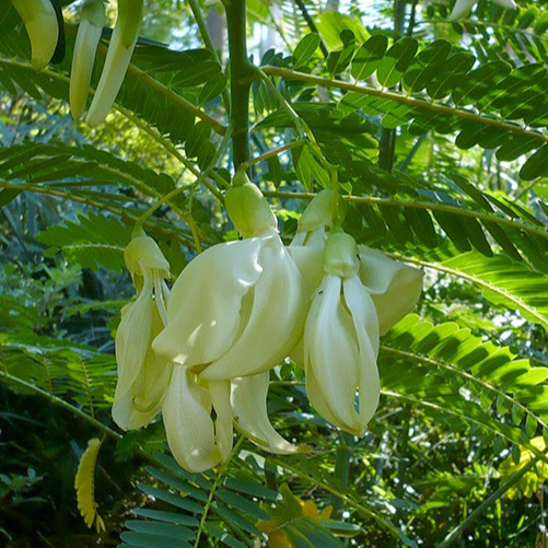 Hạt Giống So Đũa Rado 102