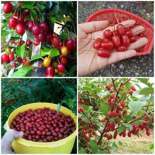 CÂY GIỐNG NHÓT NGỌT SIÊU QUẢ SIÊU NĂNG SUẤT- CAM KÊT GIỐNG CHUẨN F1 - CGNNMF1