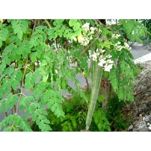 Cây Giống Chùm Ngây