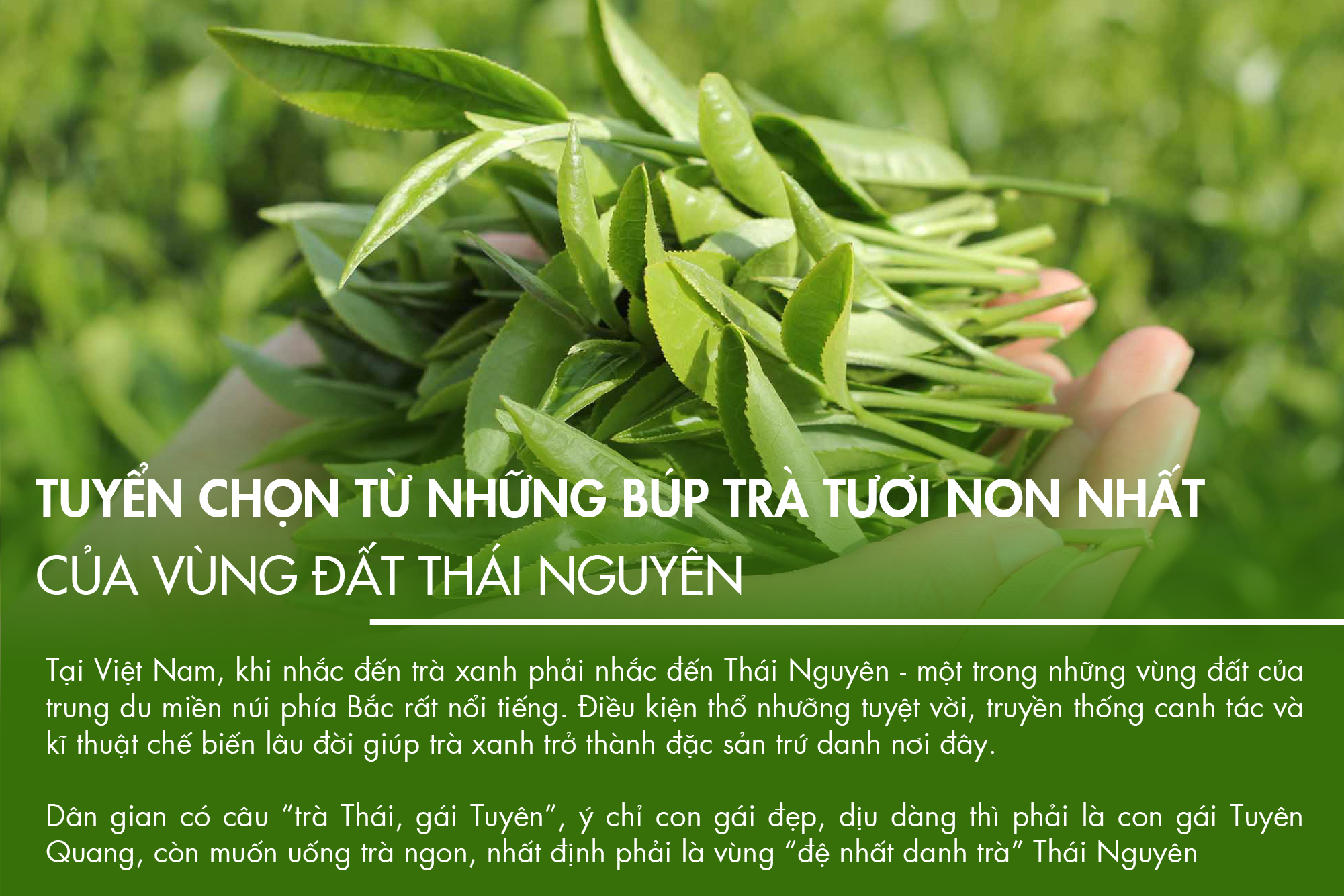 [quà Tết 2023] Trà biếu, trà xanh Thái nguyên Dotea lon thiếc 100g - Trà xanh Thái nguyên cao cấp, quà tặng sức khỏe