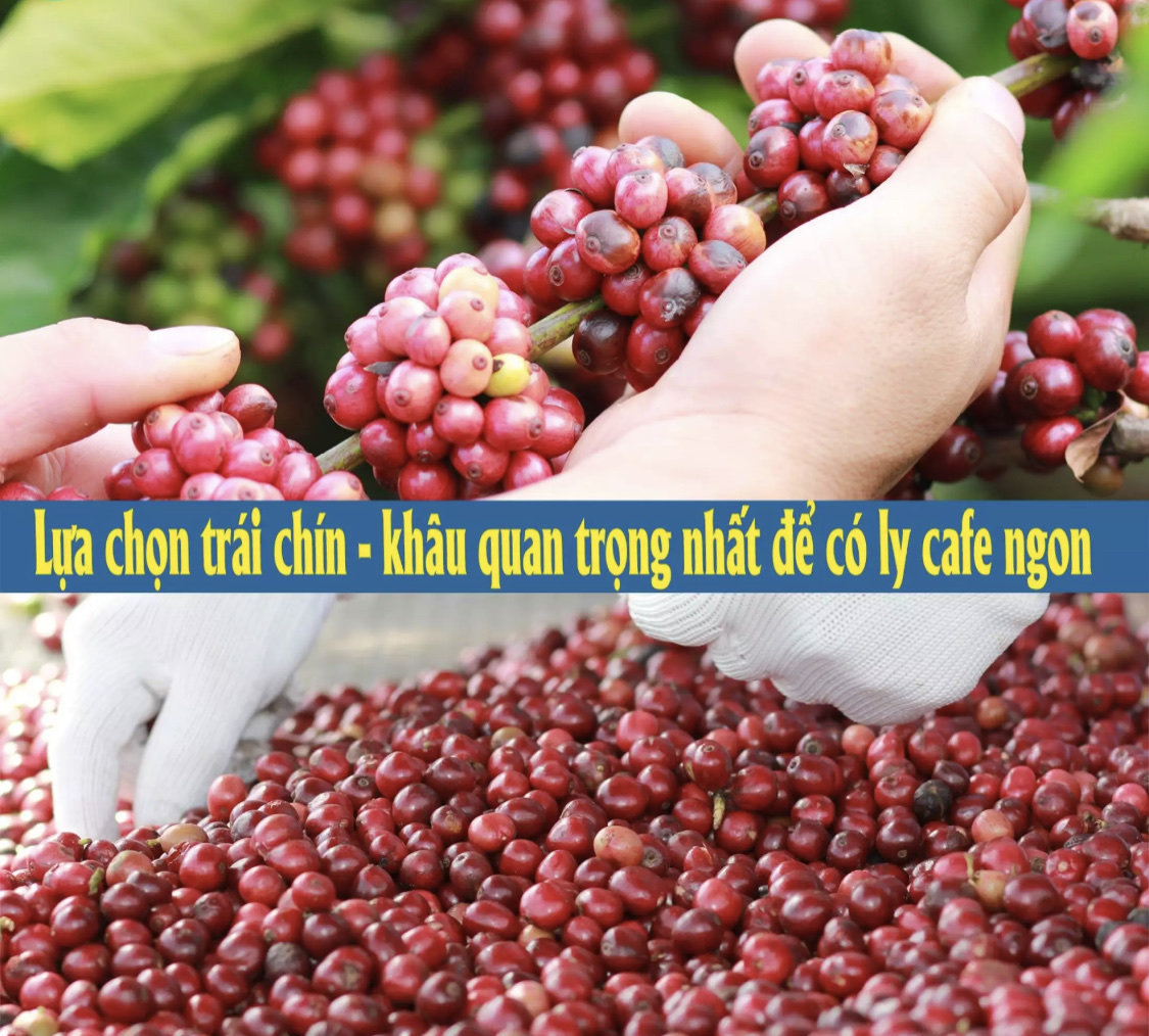 Cà phê hạt nguyên chất, dạng bột cà phê hạt CULI rang bơ rang xay nguyên chất
