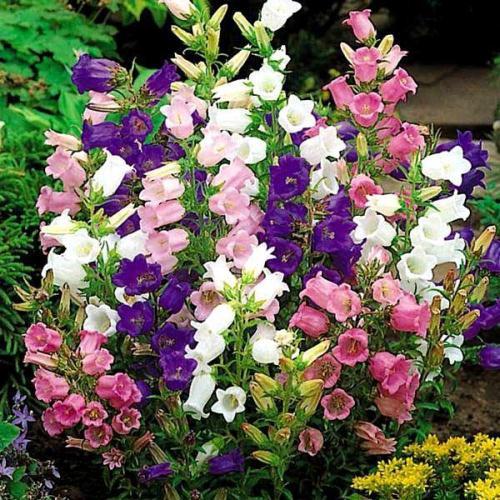 Hạt giống hoa chuông mix màu - 50hạt/gói