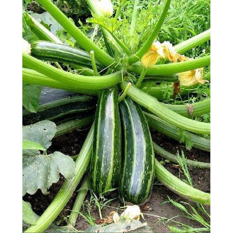 COMBO 5 gói hạt giống bí ngòi mix - TẶNG 1 phân bón