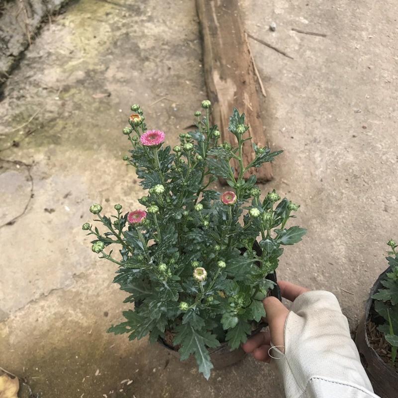 Cây cúc ruby trồng trong bịch đen đã có nụ và đang ra hoa (Ảnh thật)