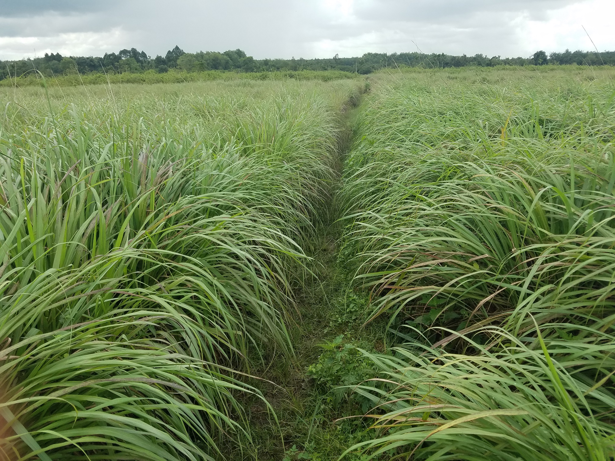 Tinh dầu Sả Chanh Organic nguyên chất từ thiên nhiên, Xuât khẩu thị trường Mỹ, Thơm Phòng, Khử Mùi, Xông Phòng, Đuổi Muỗi, Kháng Khuẩn - KingOil