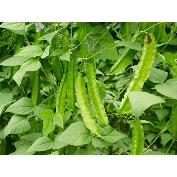 Hạt Giống Đậu Rồng Cao Sản Giòn, Ngọt 10gr - Phú Nông Seeds - Shop Đất sạch, Phân Bón, Hữu Cơ, Xơ Dừa