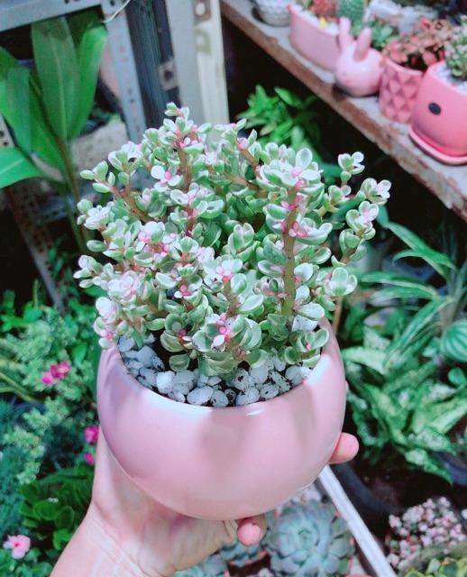 Chậu Đô La Hồng