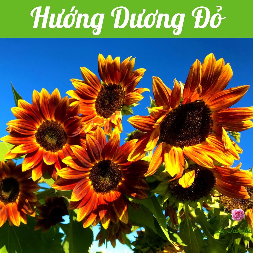 Hạt giống Hoa Hướng Dương Đỏ gói 10 hạt