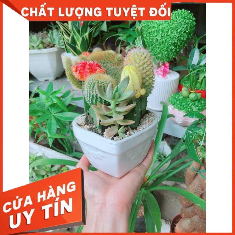 Chậu xương rồng tiểu cảnh Nhiều Người Mua