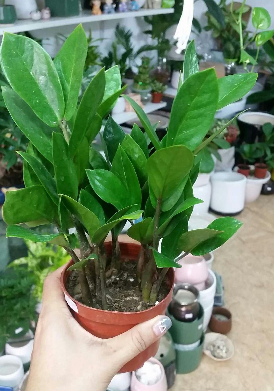 Cây Kim Tiền Để Bàn Chậu Nhựa