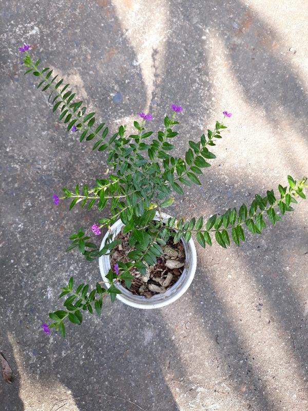 Cây hoa cẩm tú mai cây đẹp giống chuẩn