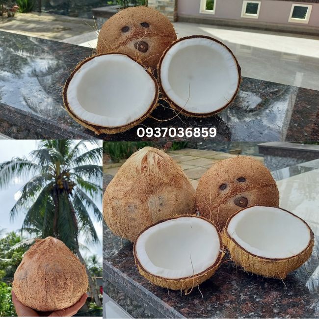 Combo 3 Trái Dừa Khô Bến Tre loại Lớn Từ 800 gram đến 1,2kg