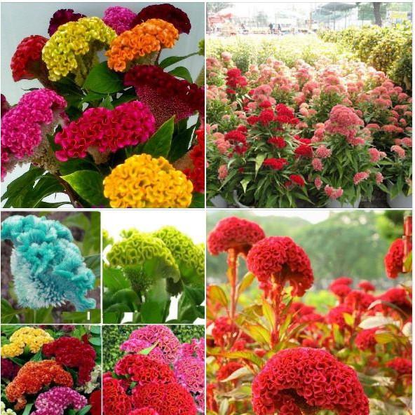 COMBO 8 loại hoa dễ trồng ra hoa đẹp
