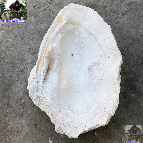Ngọc sò tai tượng thô vẻ đẹp của đại dương - 10kg - VST10