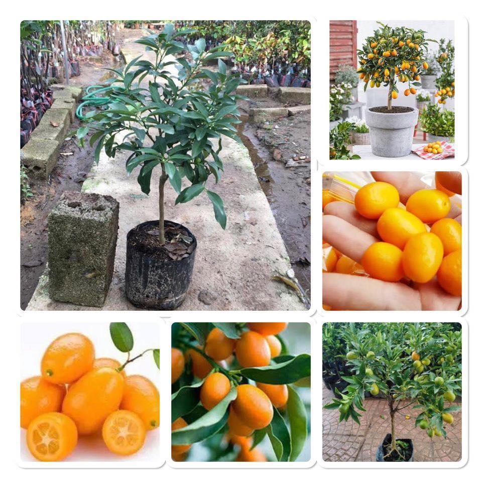Cây giống Tấc Ngọt Phúc Kiến siêu quả. siêu sớm. .