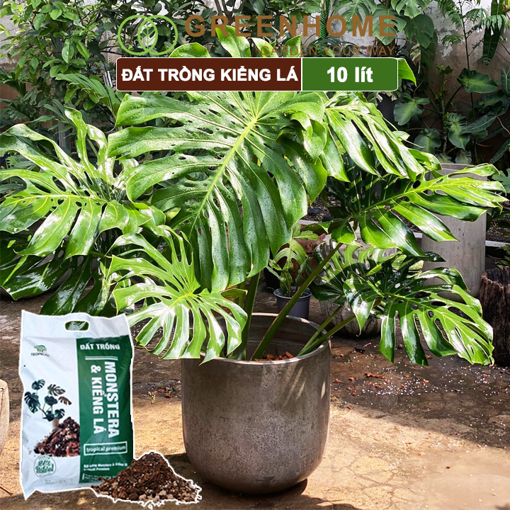 Đất Trồng Kiểng Lá Greenhome, Bao 10 Lít (3kg), Giá Thể Trộn Sẵn, Tiện Lợi Cho Monstera, Rễ Khoẻ, Thân To, Lá Dày