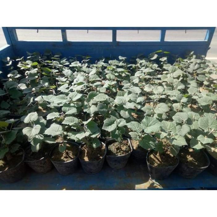 Cây Nho Ngón Tay - Cây Ăn Quả - H2O Farm + Tặng 01 cây dâu da đất