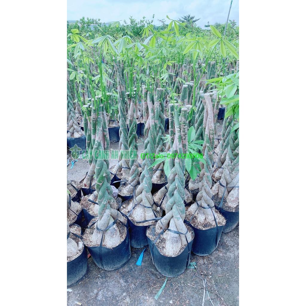 Cây Kim Ngân Thắt Bính Lớn