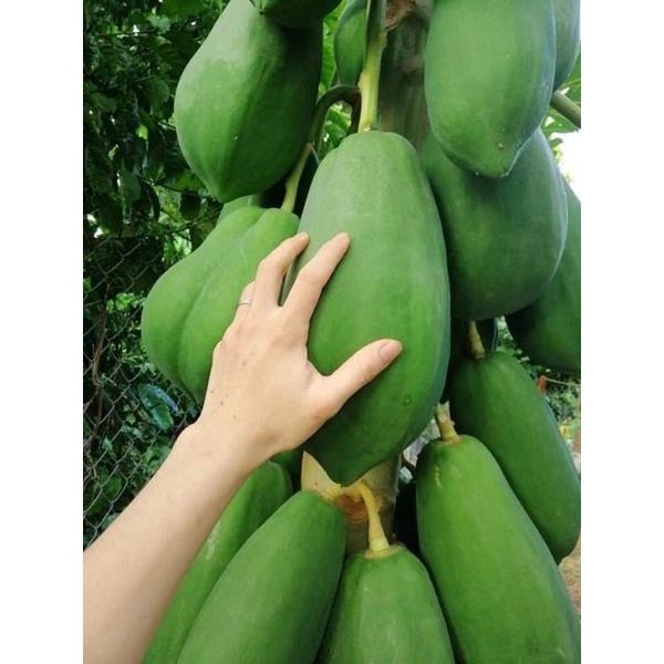 20 Hạt giống đu đủ lùn F1 Trang Nông
