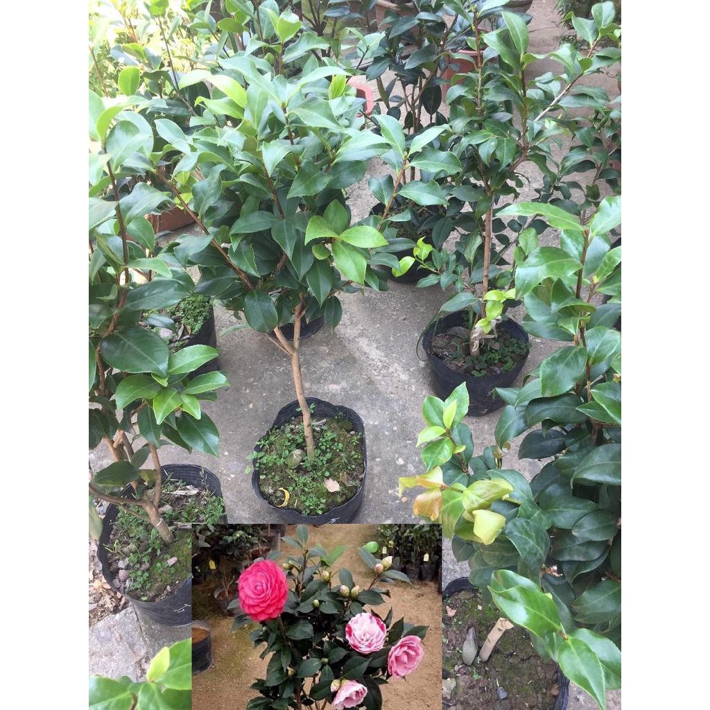 Hoa trà my ngũ sắc, chậu sẵn nụ và hoa chơi tết - cây choai