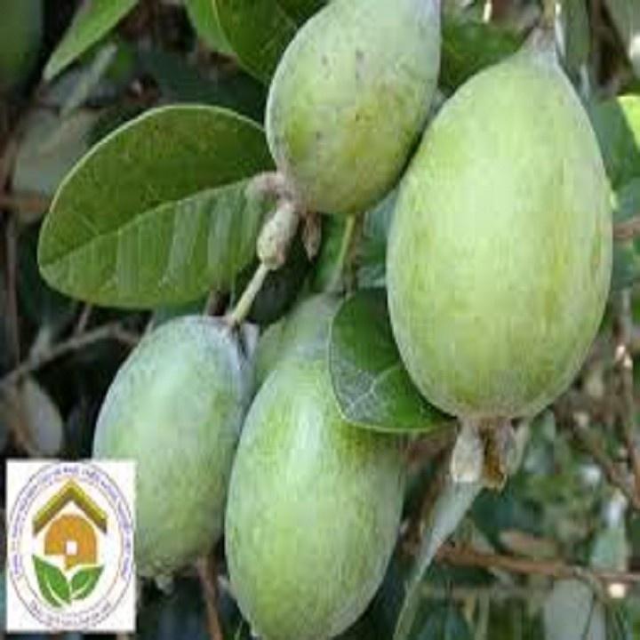 CÂY GIỐNG ỔI DỨA SIÊU QUẢ SIÊU KINH TẾ-CAM KẾT GIỐNG CHUẨN F1 - cgodnzlf1