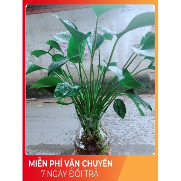 Chậu Thanh Tâm Thuỷ Sinh