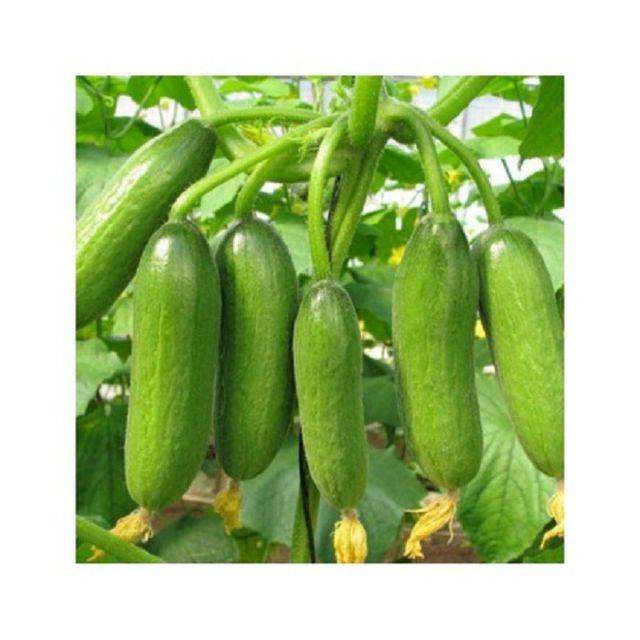 141A Hạt giống Dưa Bao Tử 10 Hạt