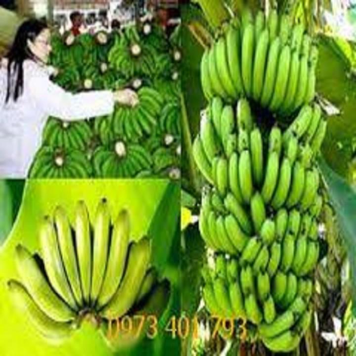 CÂY GIỐNG CHUỐI TIÊU HỒNG SIÊU QUẢ