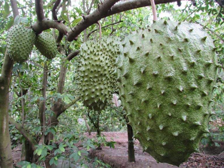 Cây giống mãng cầu xiêm