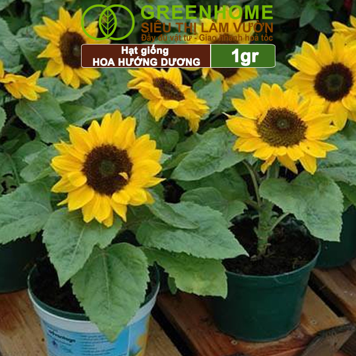 Hạt Giống Hoa Hướng Dương Greenhome, Gói 2gr, Sai Hoa, Màu Rực Rỡ, Dễ Trồng, Nảy Mầm Cao H03