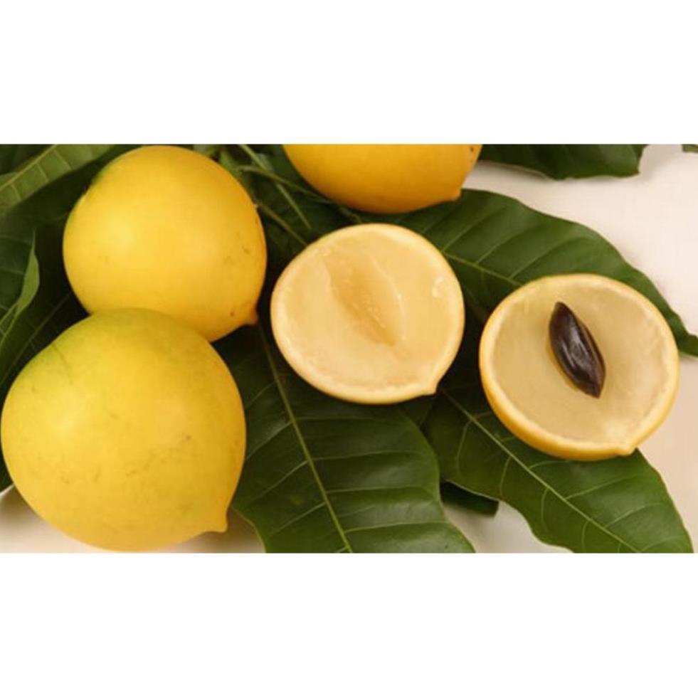 Cây giống vú sữa hoàng kim