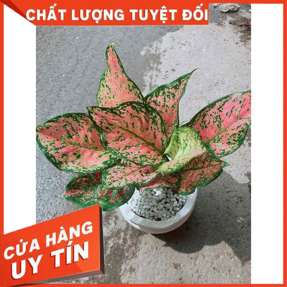 Chậu Vạn Lộc Nhiều Người Mua