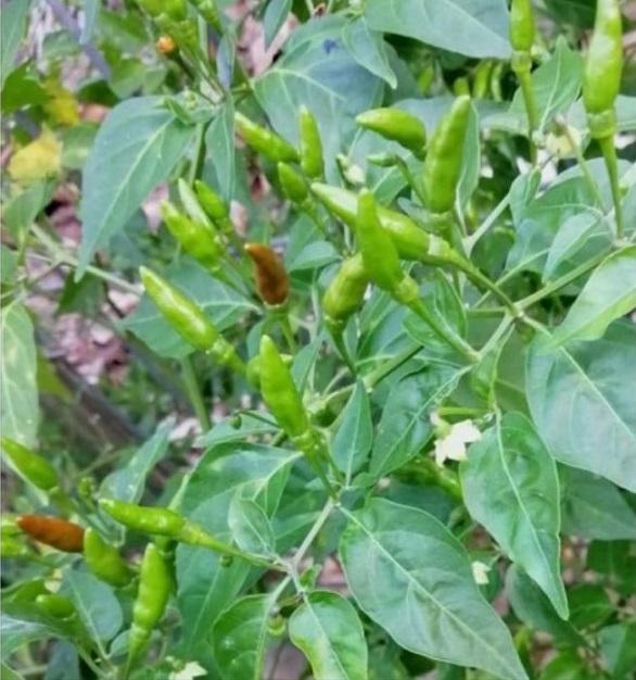 Cây Ớt Hiểm