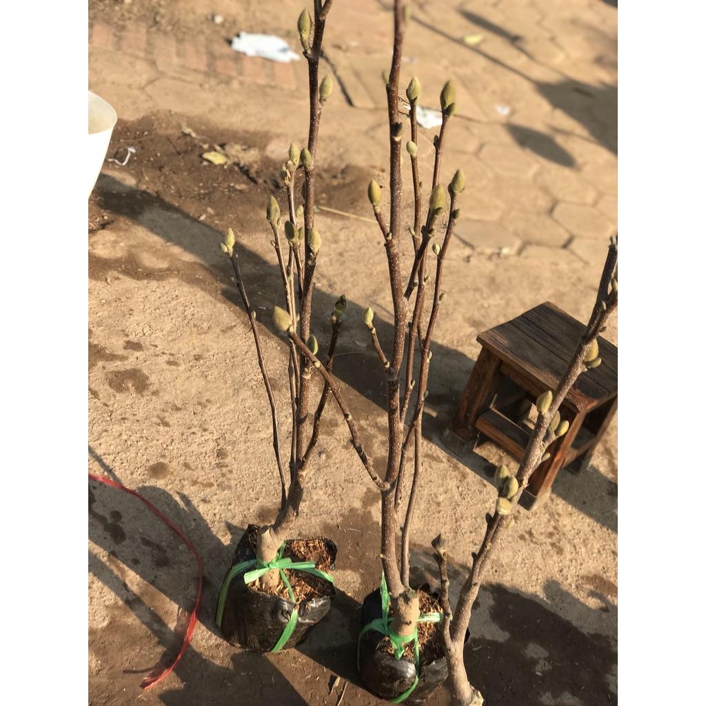 Cây Hoa Mộc Lan Hồng - Cây Hoa Đang Nụ Nở Hoa Vào Dịp Tết Nguyên Đán +