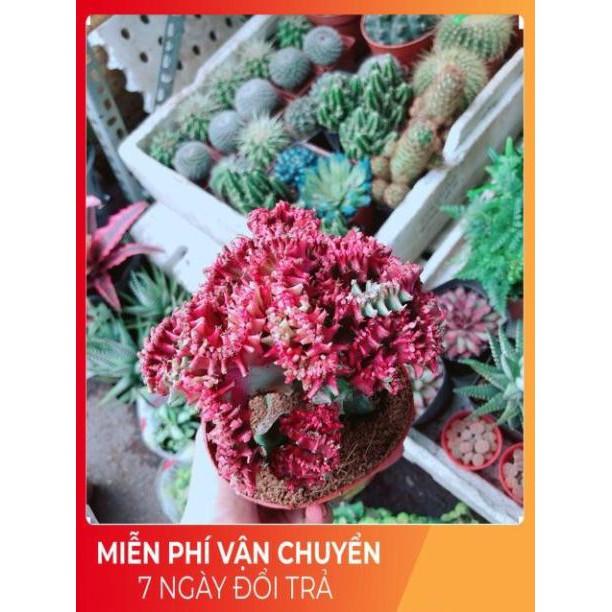 Xương Rồng Vạn Lý