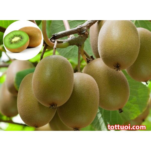 Cây giống kiwi xanh leo giàn -cây giống nhập khẩu