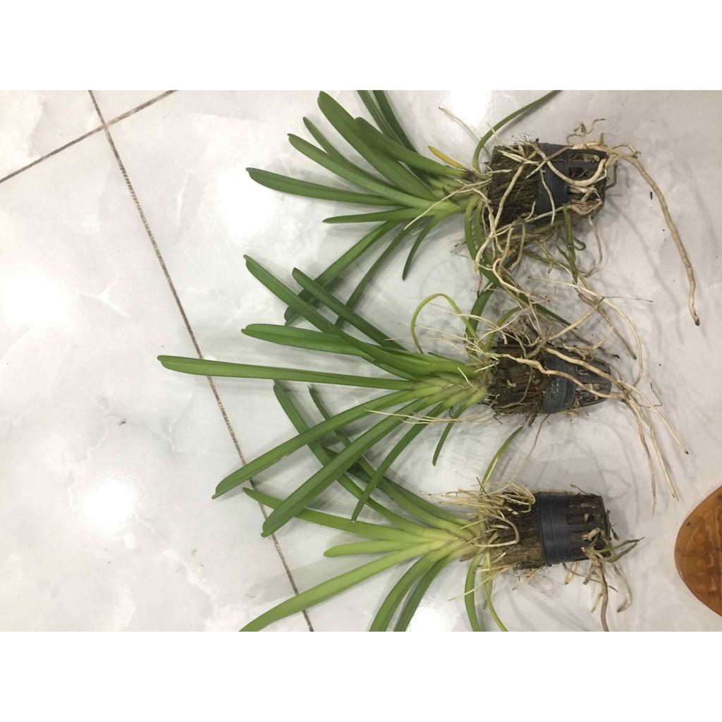 Combo 2 cốc hoa phong lan Kiếm