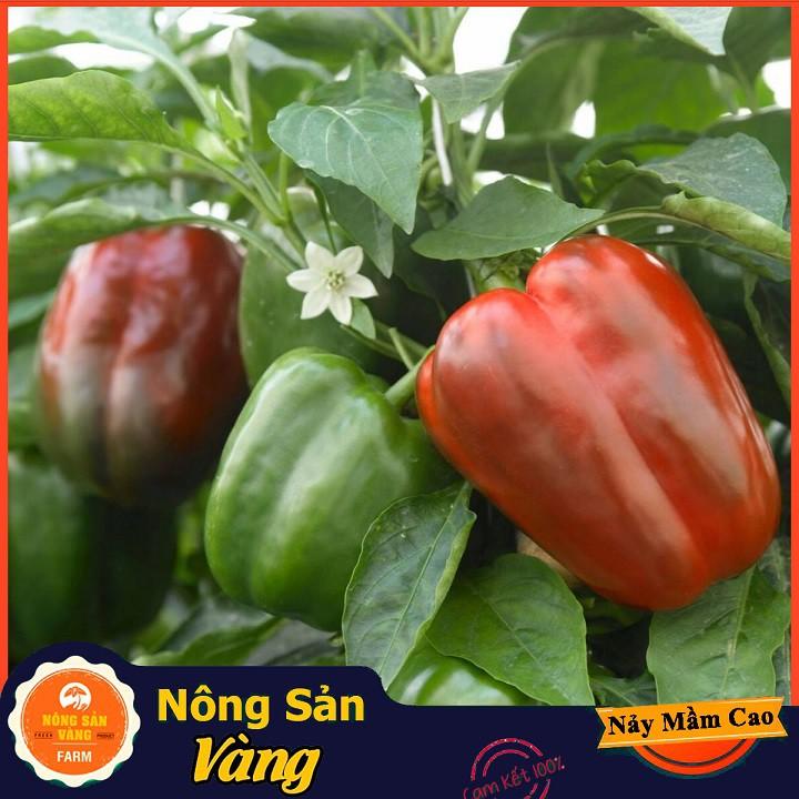 Hạt giống Ớt Chuông Ngọt Nhiều Màu
