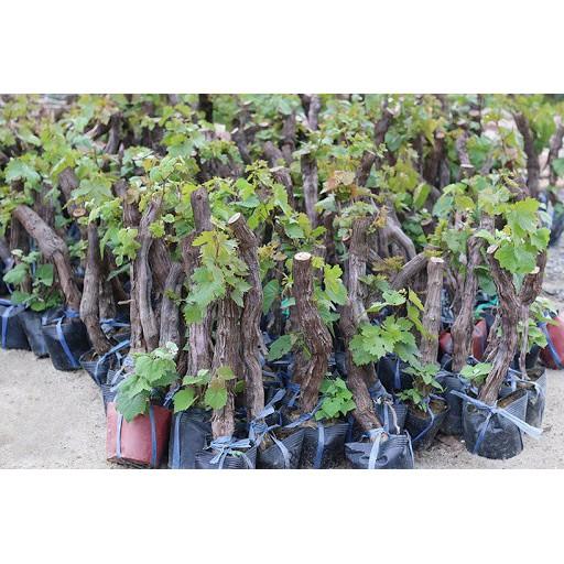 Cây NHO NINH THUẬN - Hàng cây giống chuẩn F1