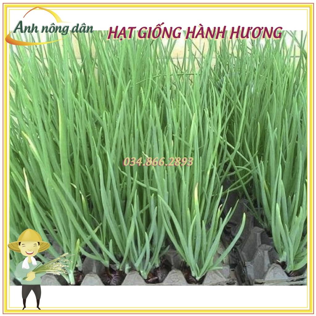 Gói 5g Hạt giống hành hương, hành lá, hành hoa cao sản kháng sâu bệnh