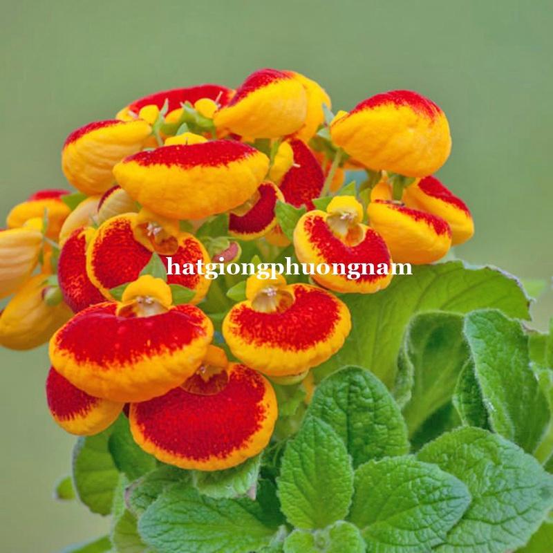 30H - HẠT GIỐNG HOA HUYỀN SÂM