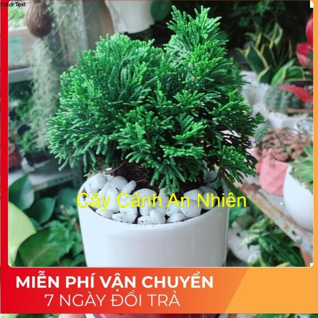 Chậu Cây Tùng Trắc