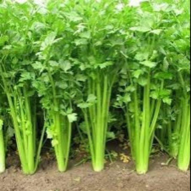 Hạt giống cần tây