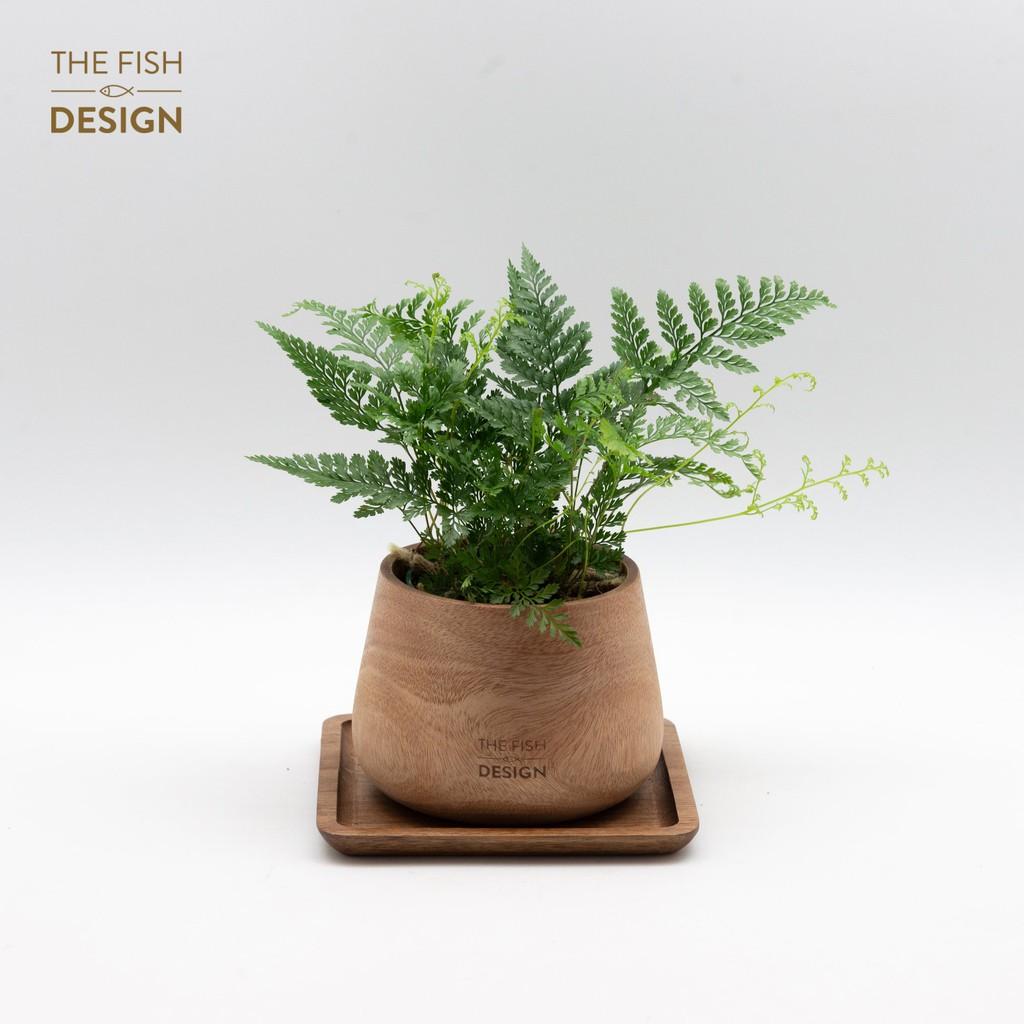 Chậu Cây Dương Xỉ | THE FISH DESIGN size M