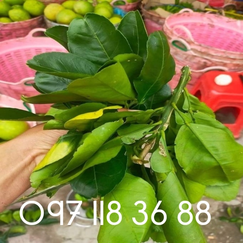 Lá bưởi khô xanh đẹp. Túi 1kg.